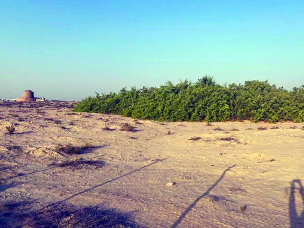 الأراك.. ثروة وطنية تحتاج عناية وتنمية