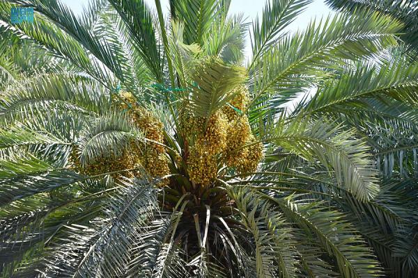 منافذ البيع بالمدينة المنورة تتأهب لاستقبال طلائع رطب النخيل