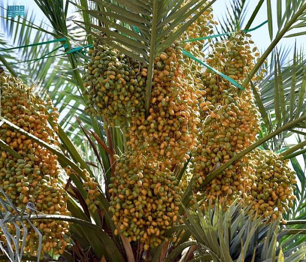 منافذ البيع بالمدينة المنورة تتأهب لاستقبال طلائع رطب النخيل