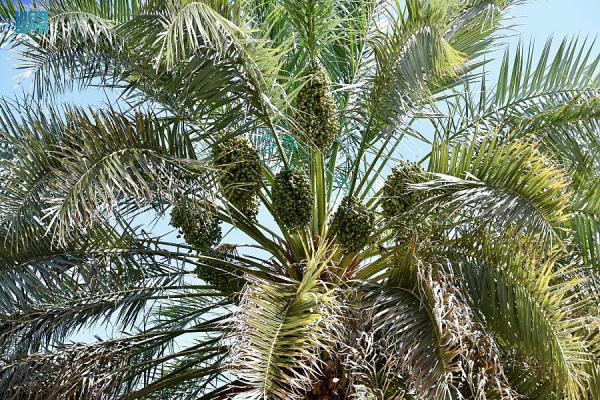 منافذ البيع بالمدينة المنورة تتأهب لاستقبال طلائع رطب النخيل