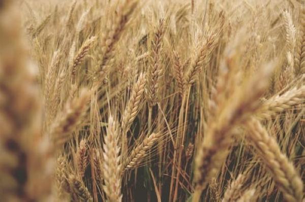 طرح المناقصة الثالثة لاستيراد 720 ألف طن قمح