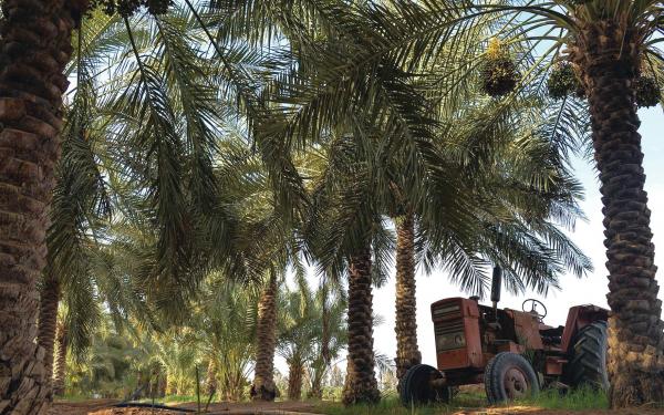 القصيم.. 8 ملايين نخلة تزهو بمحصول الخير
