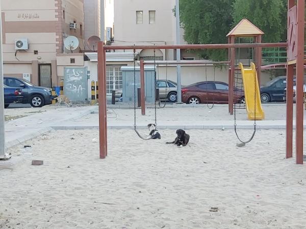 «الكلاب الضالة» تؤرق رأس تنورة.. ومواطنون يطالبون بحلول ناجزة