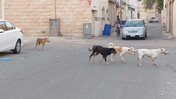 «الكلاب الضالة» تؤرق رأس تنورة.. ومواطنون يطالبون بحلول ناجزة