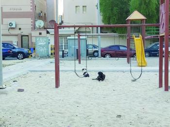 «الكلاب الضالة» تؤرق رأس تنورة.. ومواطنون يطالبون بحلول ناجزة