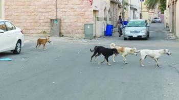 «الكلاب الضالة» تؤرق رأس تنورة.. ومواطنون يطالبون بحلول ناجزة