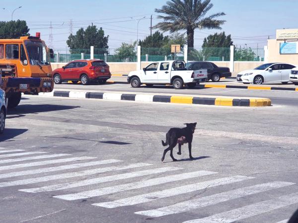 «الكلاب الضالة».. خطر مستمر وحلول غائبة