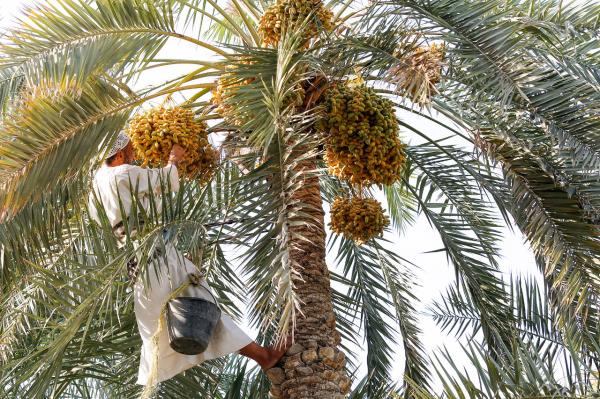 أبرزها «الطيار» و«الغر».. حرارة الأجواء تعجل نضوج الرطب