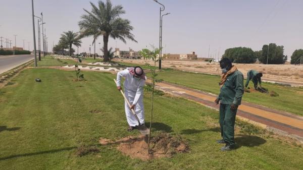 زراعة 1450 شجرة ظل وزينة في اللهابة