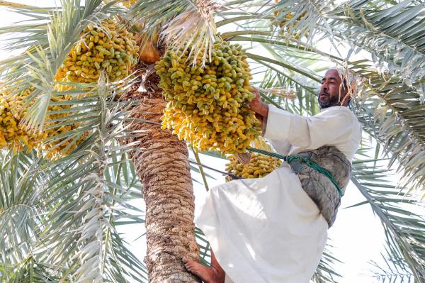 محصول الرطب «آمن» من موجات الغبار