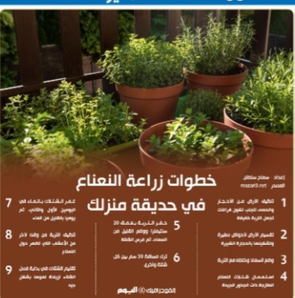 خطوات زراعة النعناع في حديقة منزلك