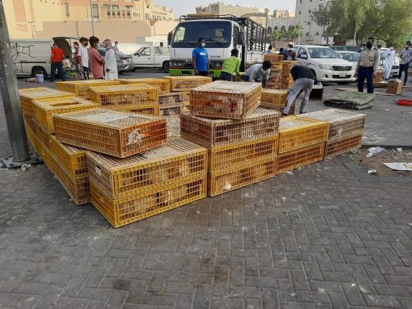 إتلاف 720 كجم لحوم فاسدة داخل «شقة» بالدمام