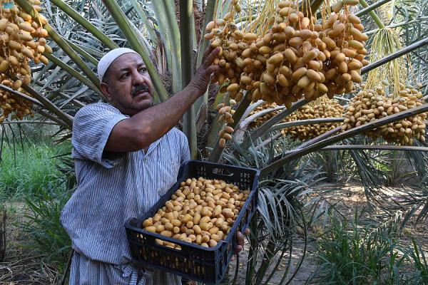 أسواق الأحساء تستقبل بواكير 