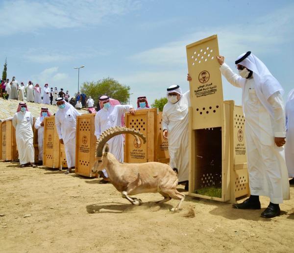 إطلاق 20 وعلاً جبلياً بالمنتزه الوطني ببلجرشي