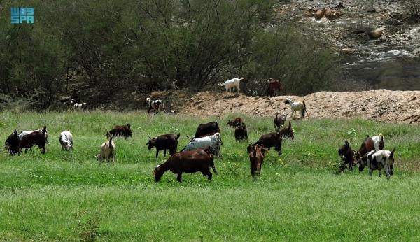«المجاردة».. متعة الحياة وسط همسات الطبيعة