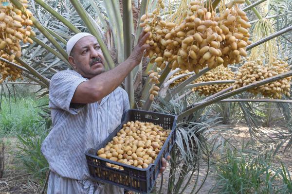 «الأحساء»..الأسواق تزهو ببواكير موسم الرطب