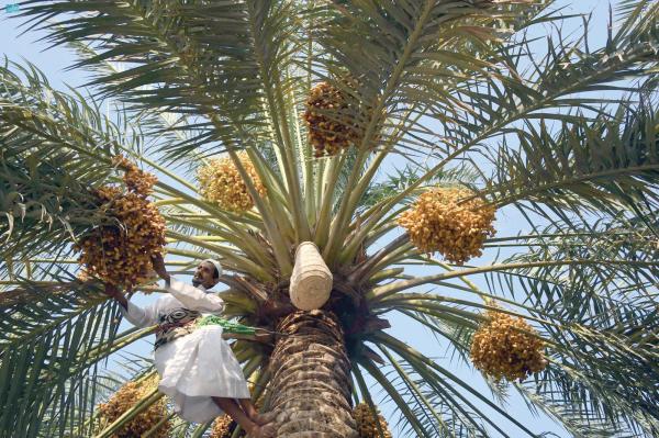 «الأحساء»..الأسواق تزهو ببواكير موسم الرطب