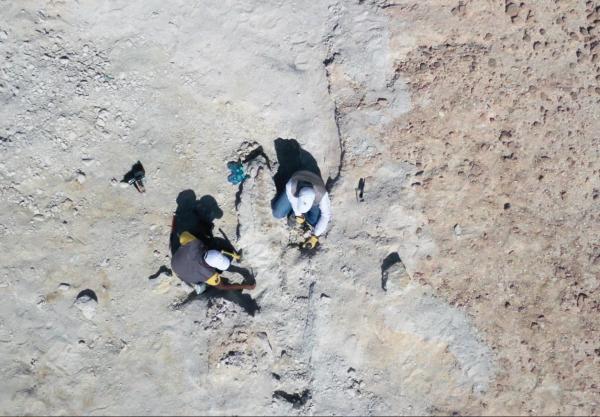 بقايا حوت منقرض منذ 37 مليون سنة شمال المملكة
