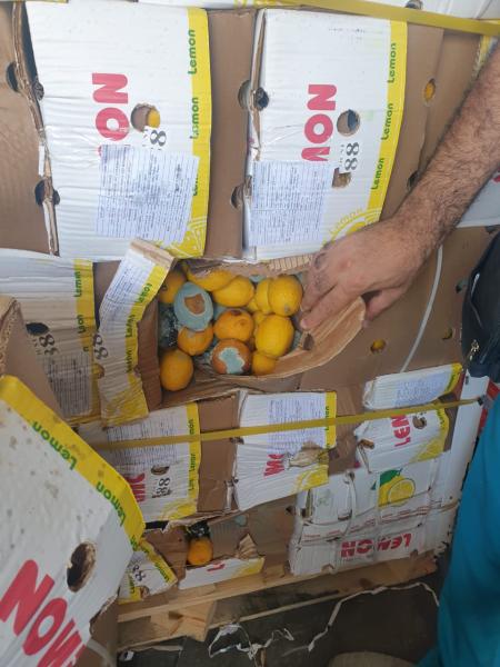 إتلاف 19 طن فاكهة وخضار فاسدة بالدمام