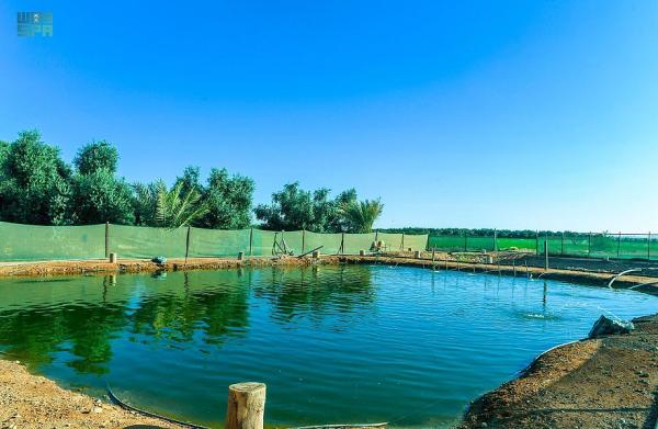 مواطن في تبوك ينجح في استزراع سمك 
