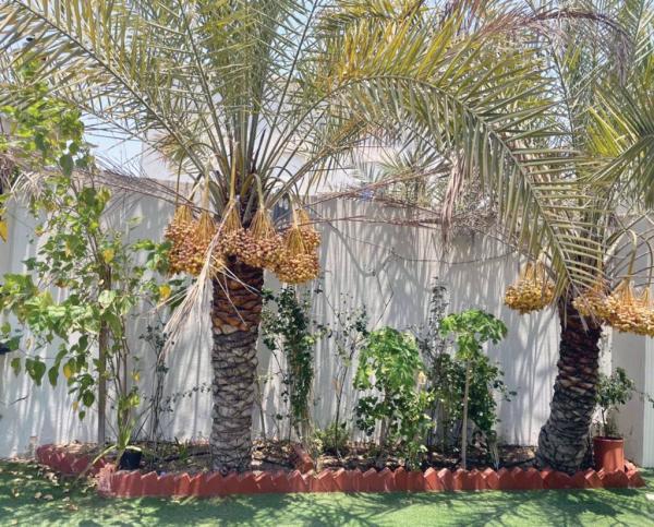 يستمر 3 شهور.. أسعار متفاوتة في «موسم الرطب»