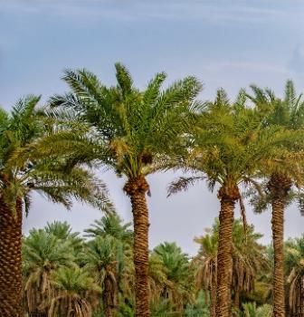 «البيئة» تدرِّب المزارعين العضويين على رفع الإنتاج لمواجهة زيادة الطلب