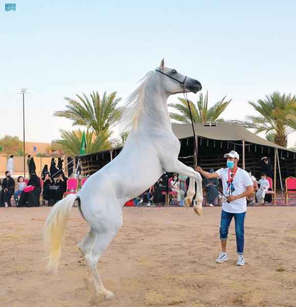خيول تبوك.. استعراض جمال الشكل وقوة الجسد