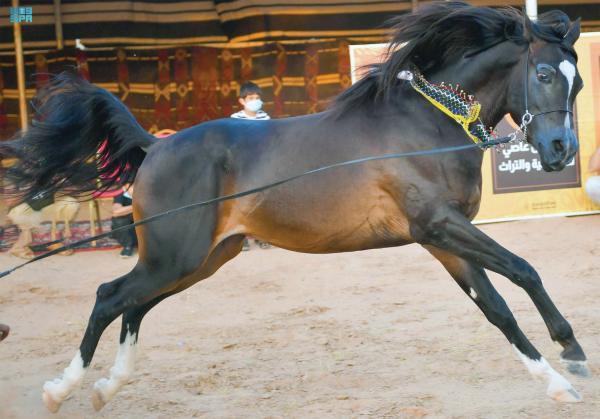خيول تبوك.. استعراض جمال الشكل وقوة الجسد