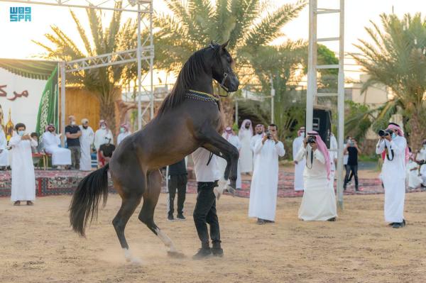 خيول تبوك.. استعراض جمال الشكل وقوة الجسد