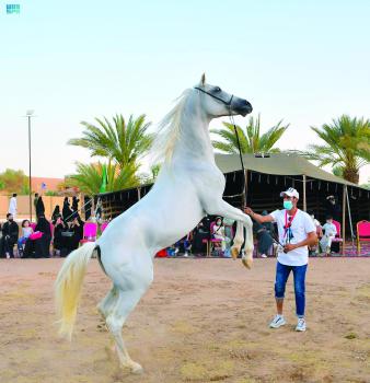 خيول تبوك.. استعراض جمال الشكل وقوة الجسد