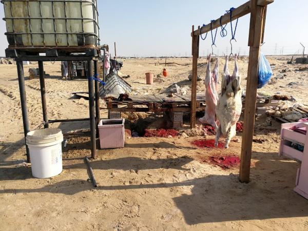 ضبط مخالفين يمارسون الذبح العشوائي غرب الدمام