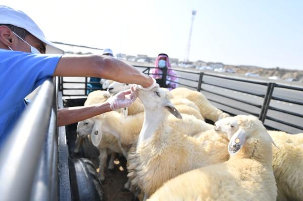 فسح 1.25 مليون رأس ماشية خلال موسم الحج 