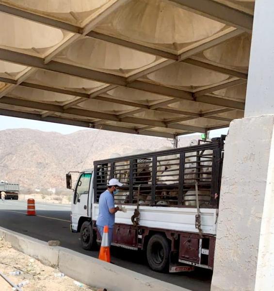 فسح 1.25 مليون رأس ماشية خلال موسم الحج 