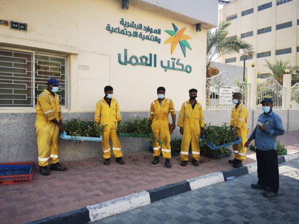 650 زهرة صيفية متنوعة بـ«عمل رأس تنورة»