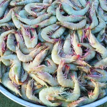 انطلاق موسم الروبيان الأحد.. و10 آلاف ريال غرامة للمخالفين