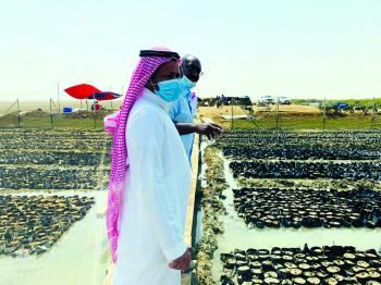 مشروع زراعي لإنتاج 365 ألف شتلة مانجروف