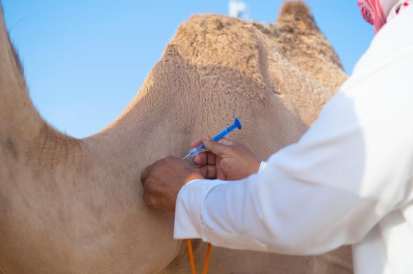 تركيب 5 آلاف شريحة إلكترونية للمطايا بمهرجان الهجن 