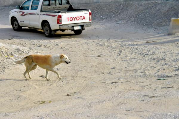 صناعية الثقبة.. «عشوائية» ومركبات مهملة