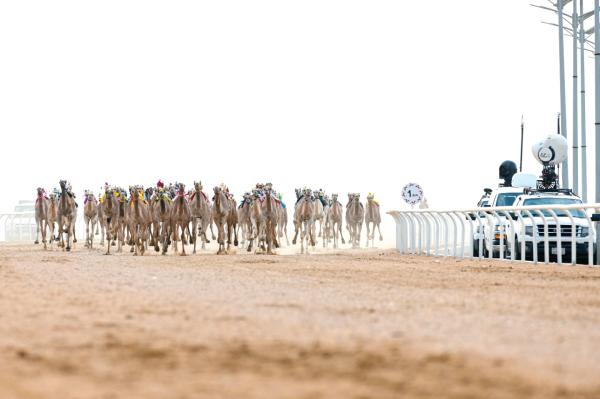 انطلاق مهرجان الهجن في نسخته الثالثة بالطائف.. اليوم