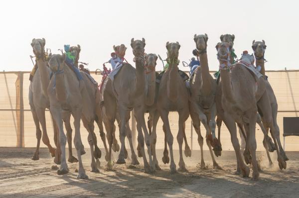 «جمـايل» و«شواش» ينتزعان أفضل توقيت
