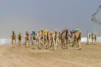 «جمـايل» و«شواش» ينتزعان أفضل توقيت