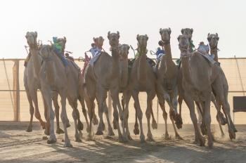 «جمـايل» و«شواش» ينتزعان أفضل توقيت