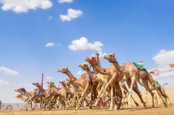 «جمـايل» و«شواش» ينتزعان أفضل توقيت