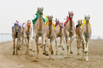 إثارة وندية حتى الأمتار الأخيرة بمنافسات اليوم الثالث بمهرجان الهجن