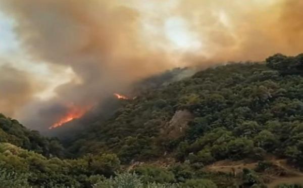 رئيس الوزراء الجزائري: الحرائق اندلعت بفعل فاعل