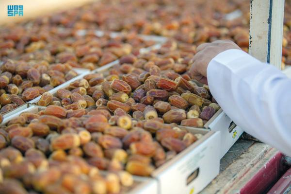 «تمور المملكة».. جودة ووفرة