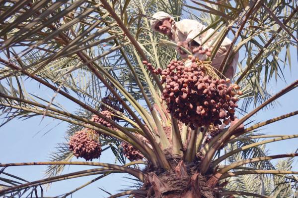 5300 مزارع يستفيدون من «الشراء السنوي» للتمور