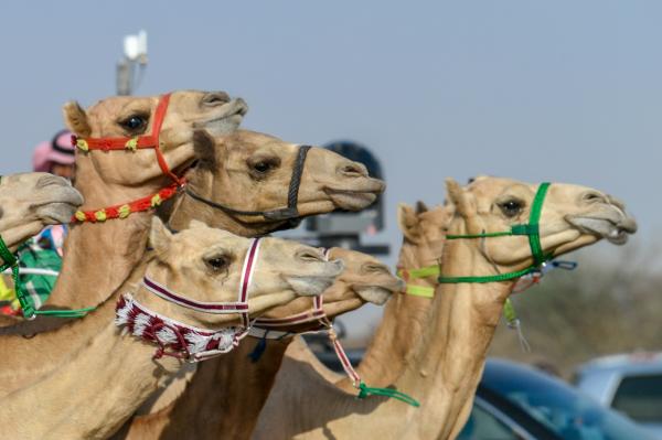 عنوان