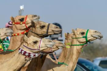 عنوان