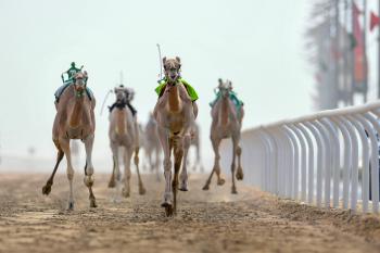 هجن «مكة المكرمة» تسيطر على منافسات «الطائف»